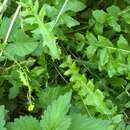 Слика од Sisymbrium austriacum subsp. chrysanthum (Jord.) Rouy & Foucaud