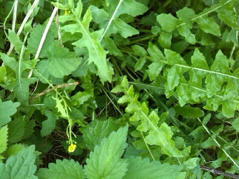 Слика од Sisymbrium austriacum subsp. chrysanthum (Jord.) Rouy & Foucaud