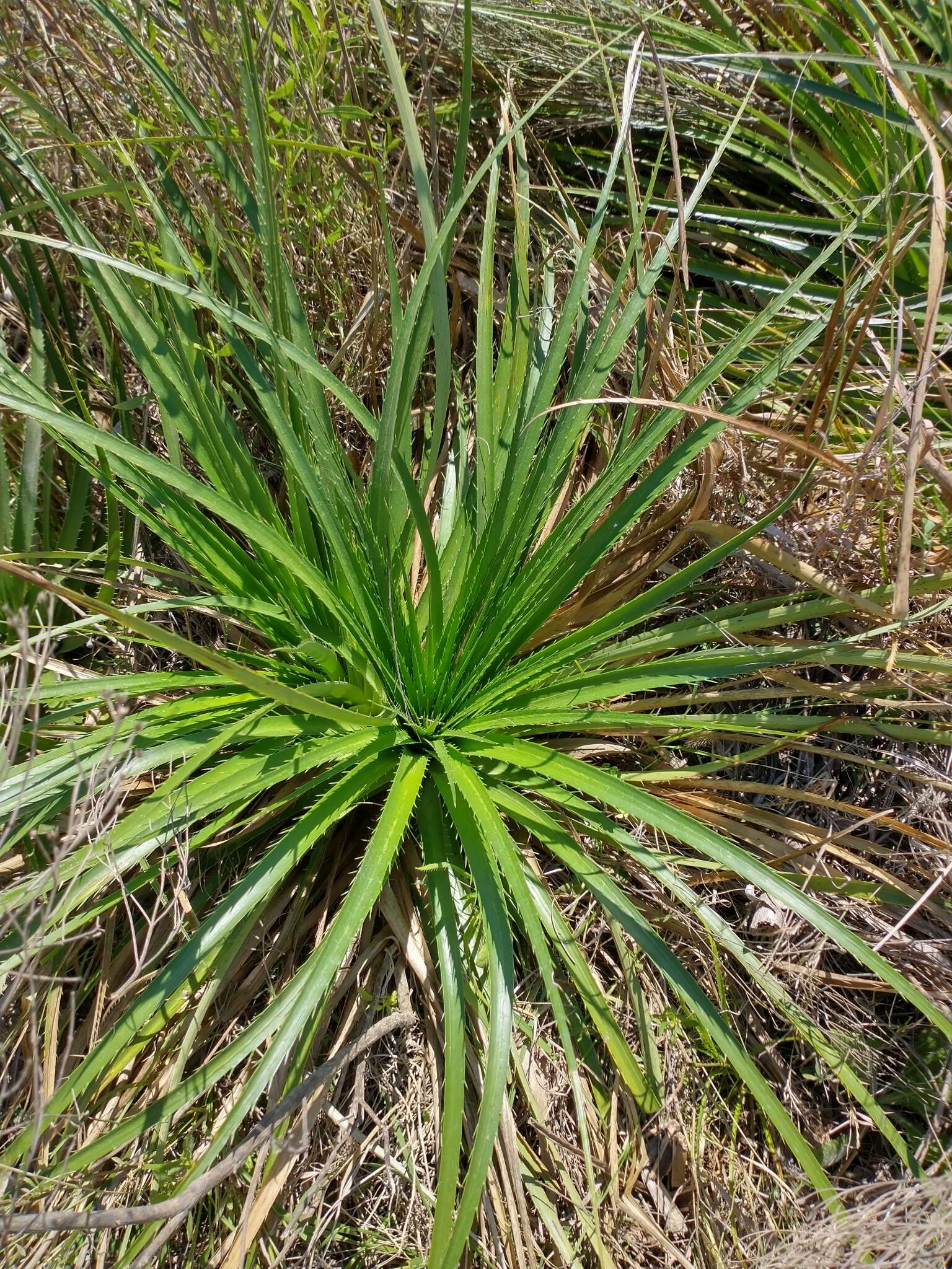 Image of Eryngium pandanifolium Cham. & Schltdl.