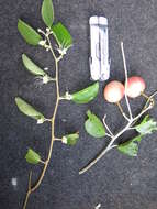 Image of Capparis quiniflora DC.