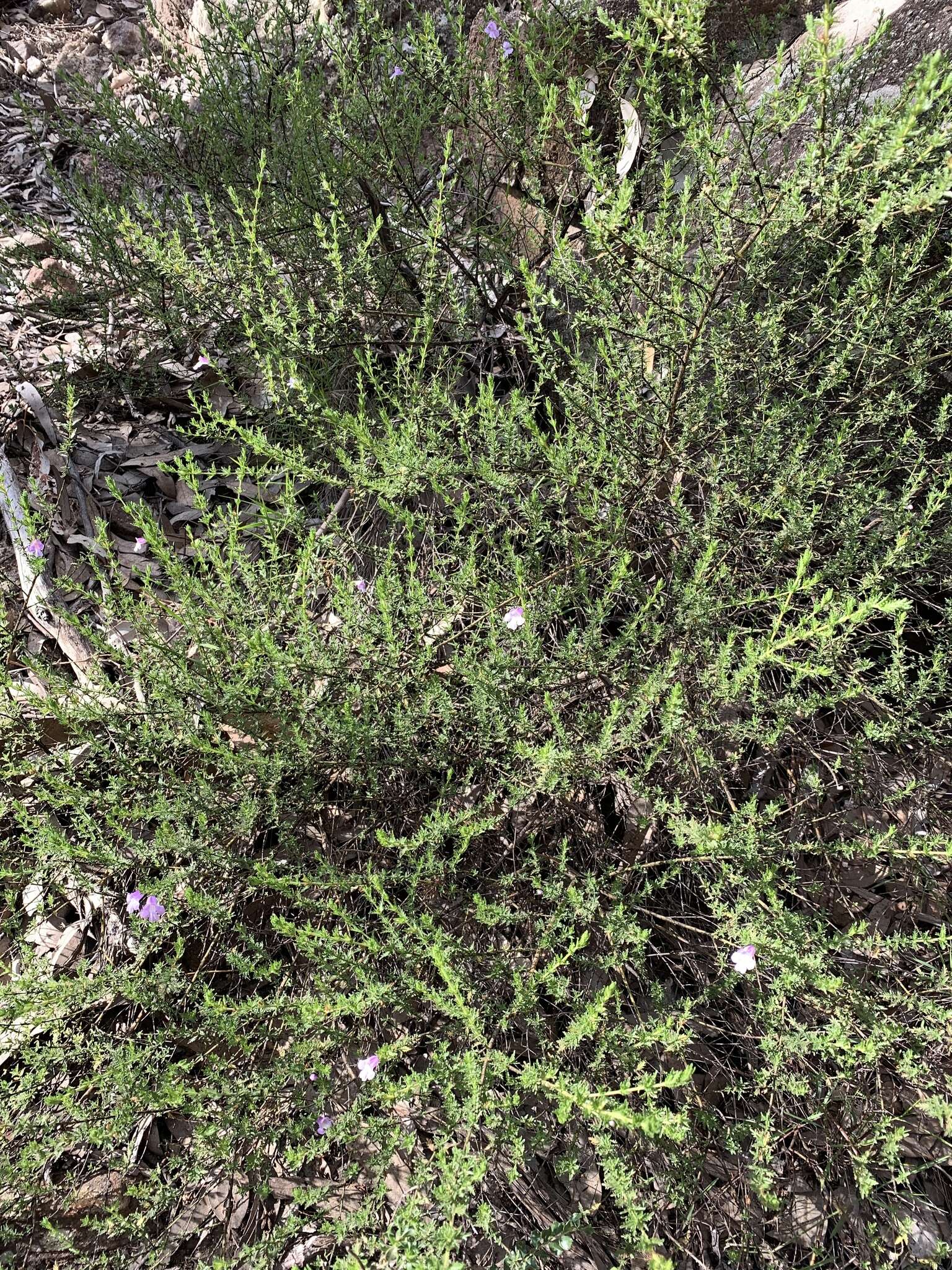 Image of Prostanthera cryptandroides subsp. cryptandroides