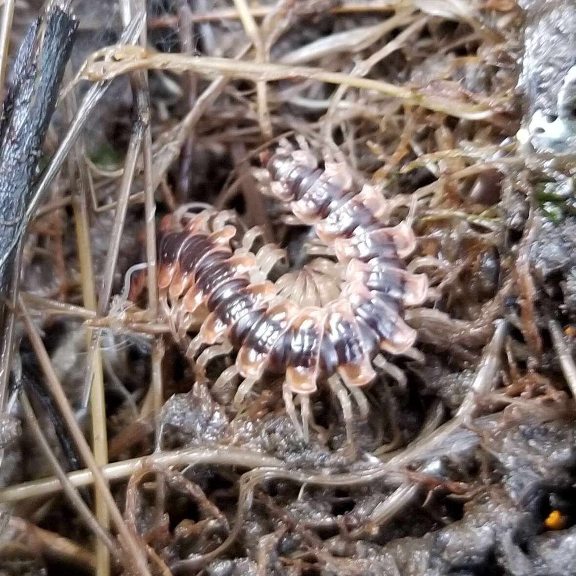 Слика од Pseudopolydesmus canadensis (Newport 1844)