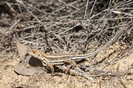 Ctenophorus fordi (Storr 1965) resmi