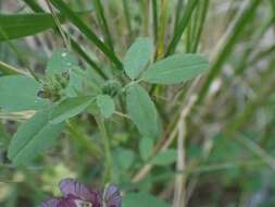 Imagem de Trifolium grandiflorum Schreb.