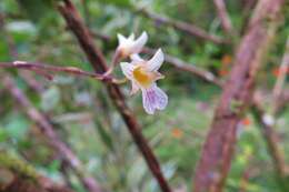 Image of fleshyleaf violet orchid