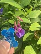 Imagem de Lathyrus polyphyllus Torr. & A. Gray