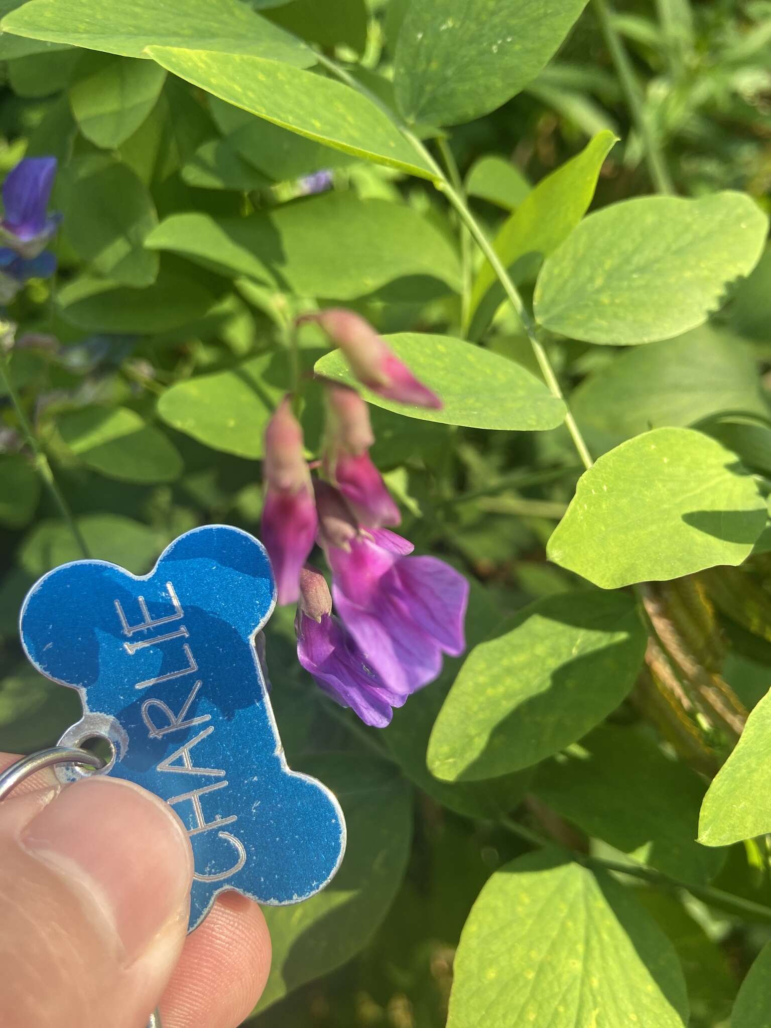 Imagem de Lathyrus polyphyllus Torr. & A. Gray