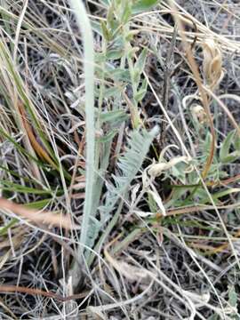 Image of Oxytropis sibajensis