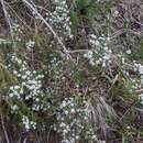 Image of Epacris acuminata Benth.