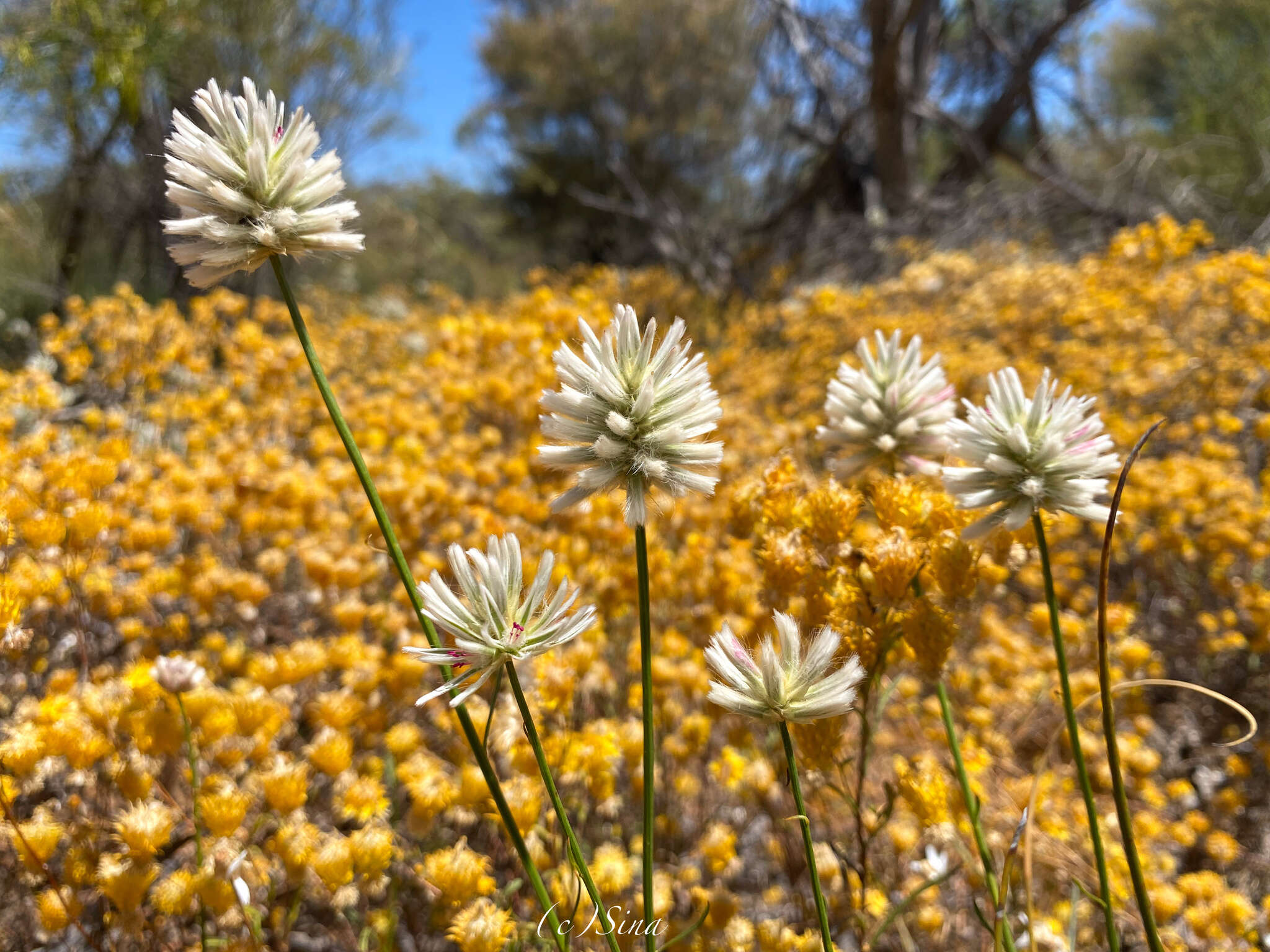 Image of Ptilotus benlii R. W. Davis & T. Hammer