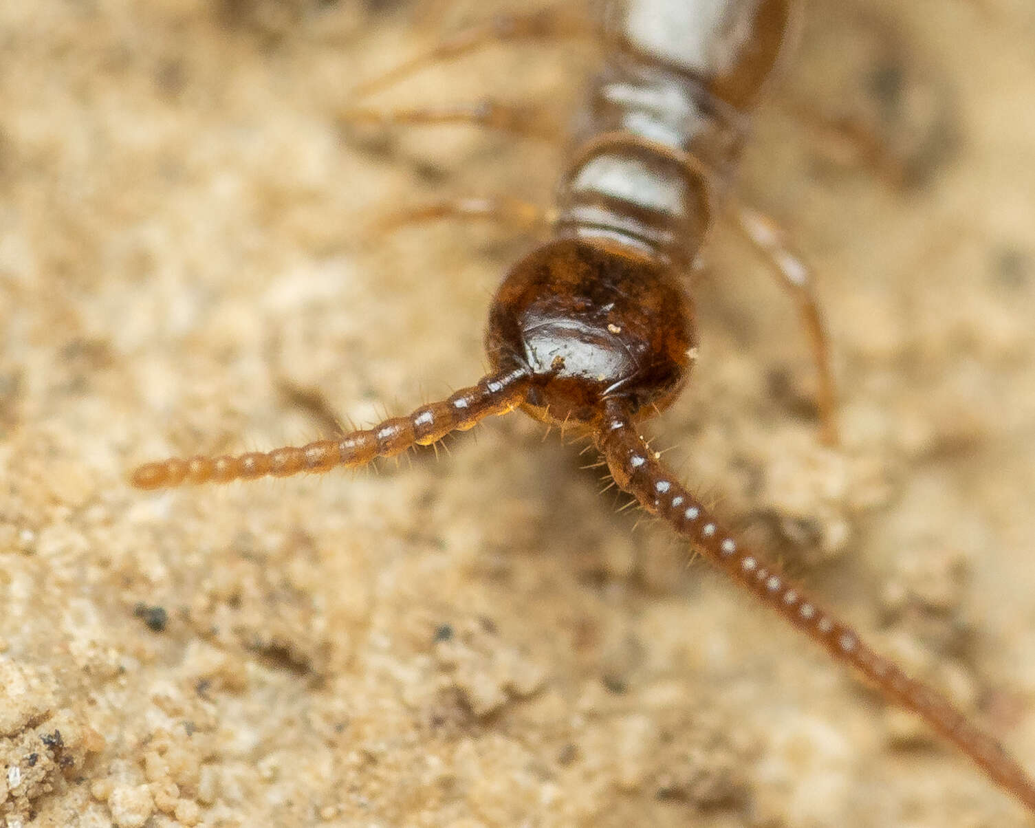 Image de Lithobius calcaratus C. L. Koch 1844