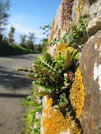 Plancia ëd Asplenium ceterach L.