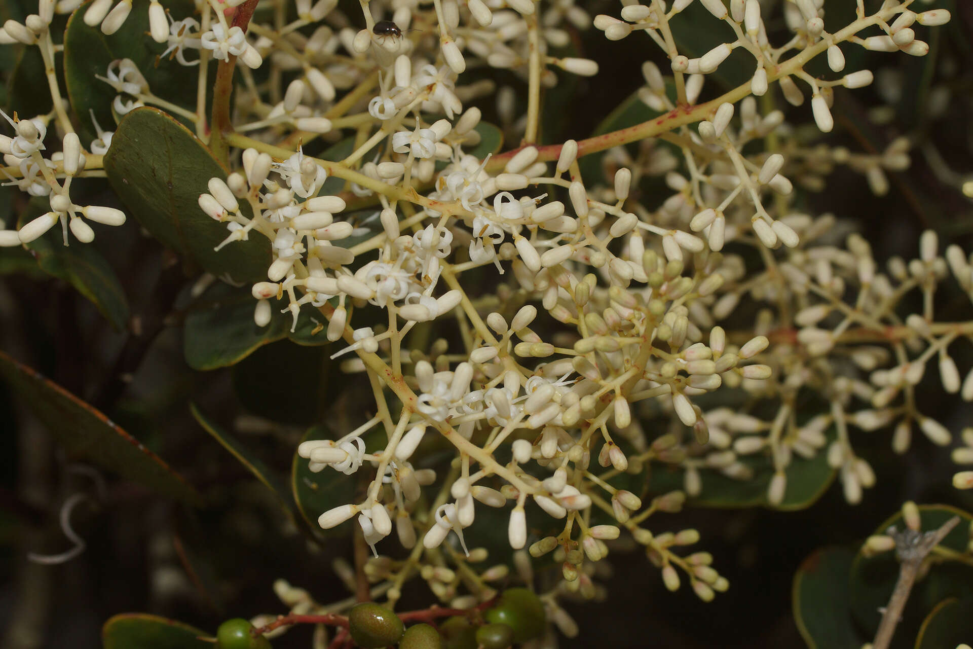 Image of Rhynchocalyx lawsonioides Oliver