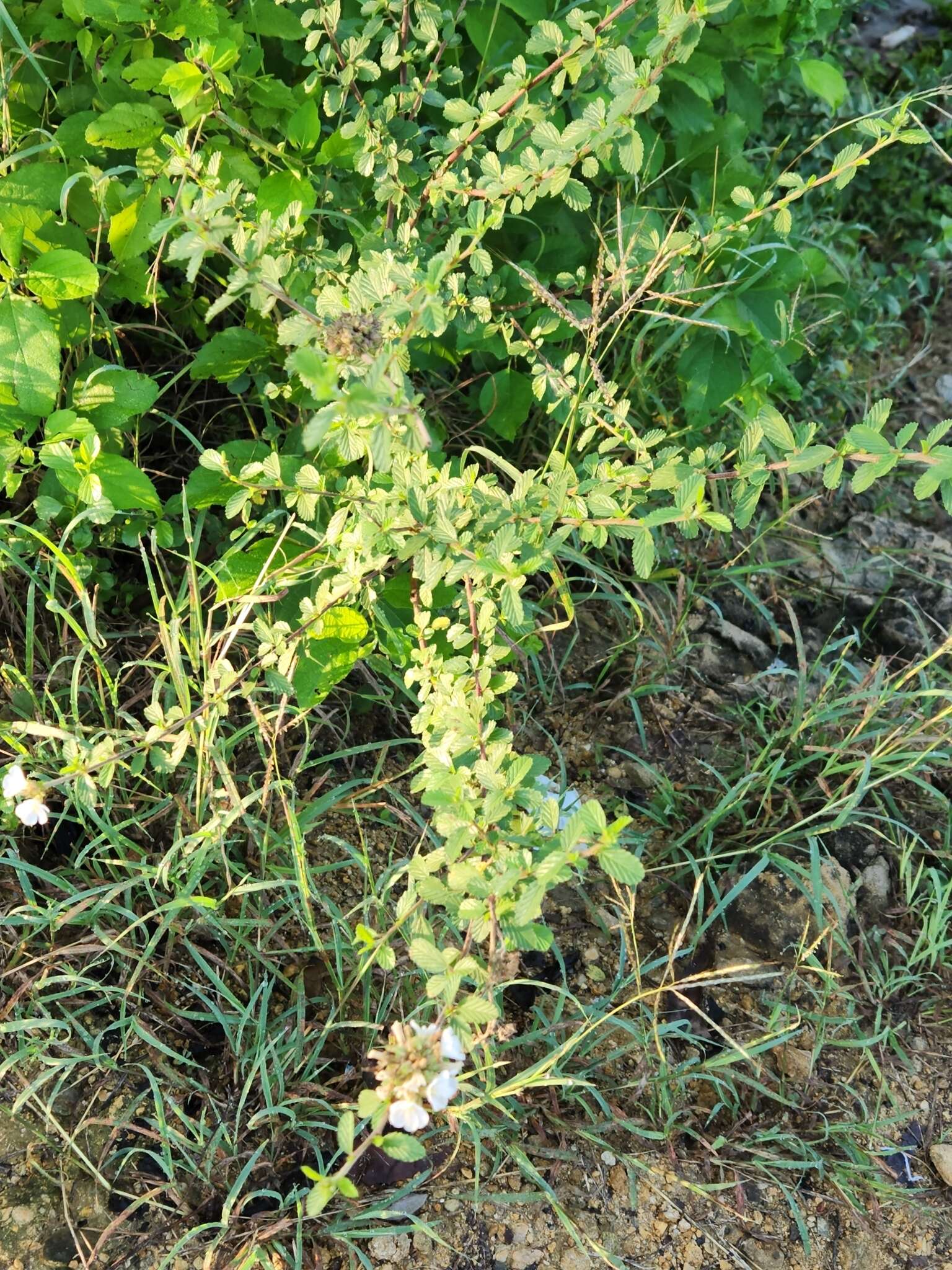 Image of Melochia parvifolia Kunth