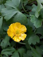 Image of Ranunculus franchetii H. Boissieu