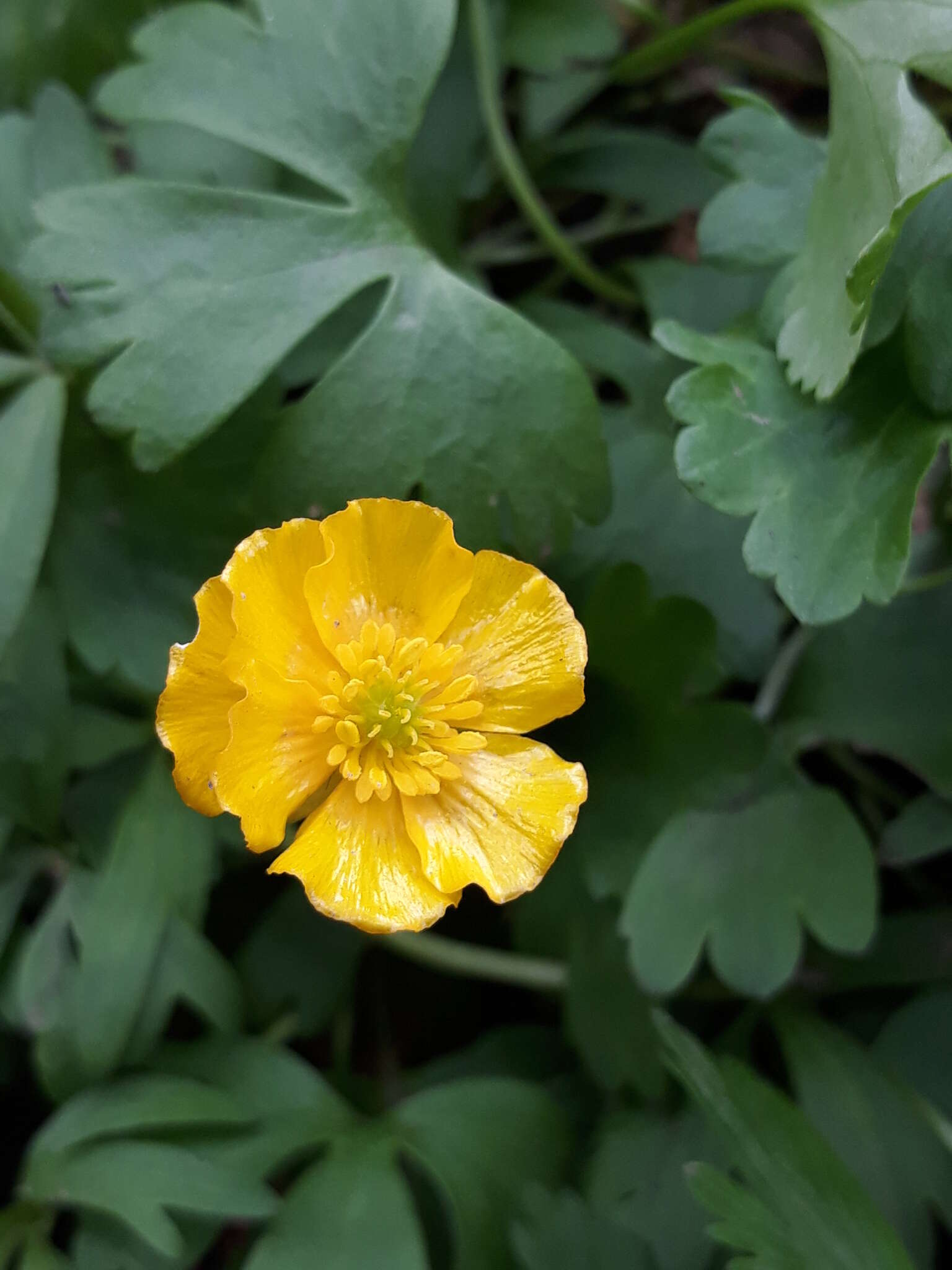 Image of Ranunculus franchetii H. Boissieu