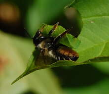 Image of Frigid Leaf-cutter Bee