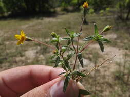 Image of Pectis multiseta var. ambigua (Fern.) Keil