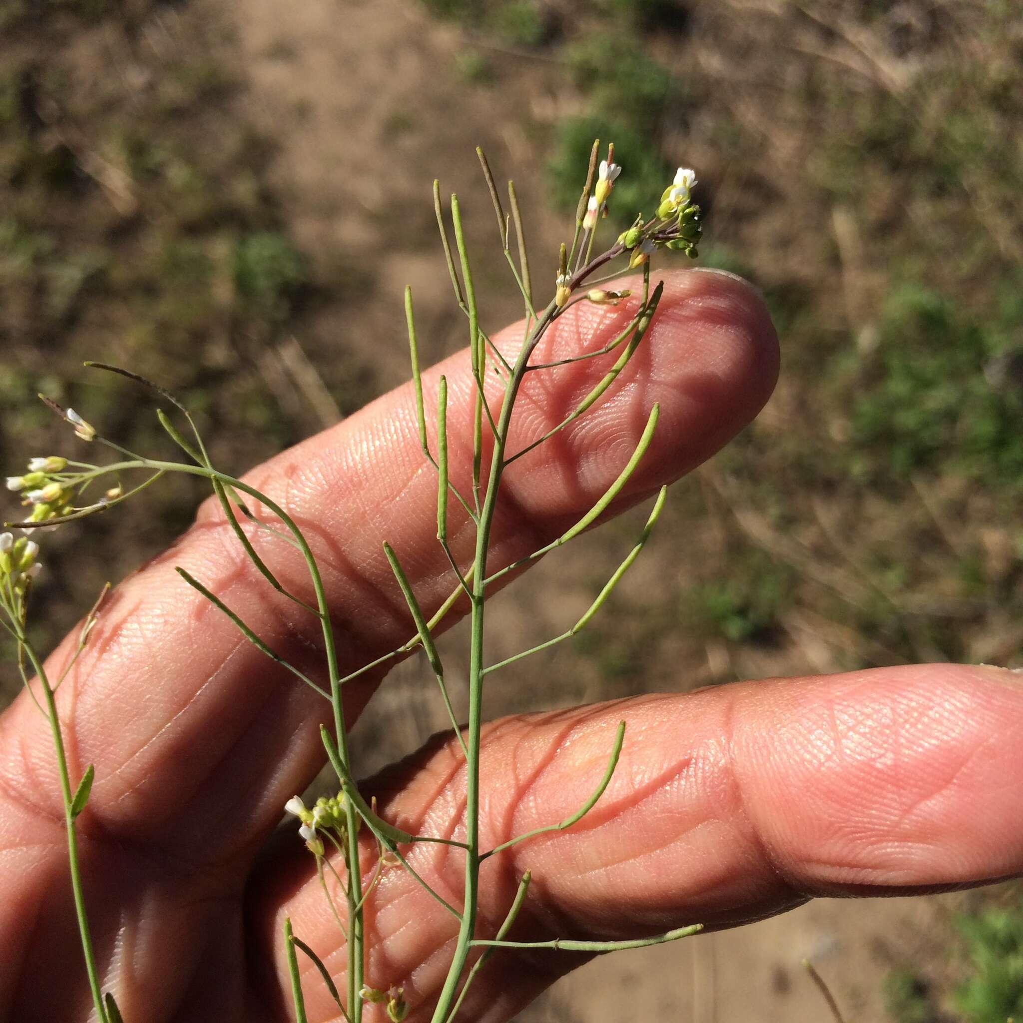 Image of Mouse-ear Cress