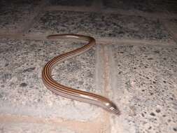 Image of Linnaeus' Lance Skink