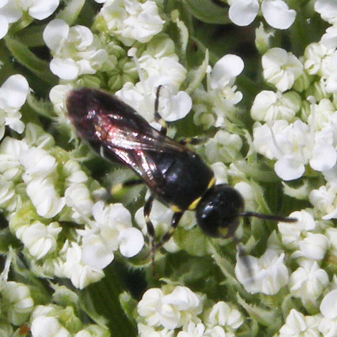 Hylaeus modestus Say 1837 resmi