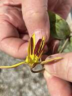 Image of dogtooth violet