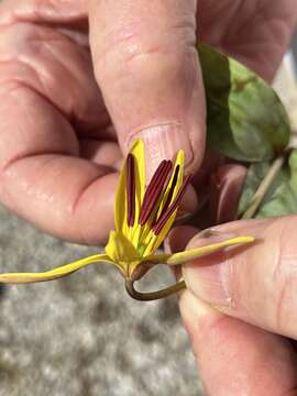 Imagem de Erythronium americanum subsp. americanum