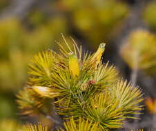 Слика од Astroloma pinifolium (R. Br.) Benth.