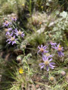 Image of Symphyotrichum plumosum (Small) Semple