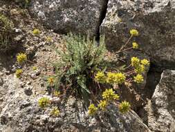 Image de Ivesia gordonii (Hook.) Torr. & Gray