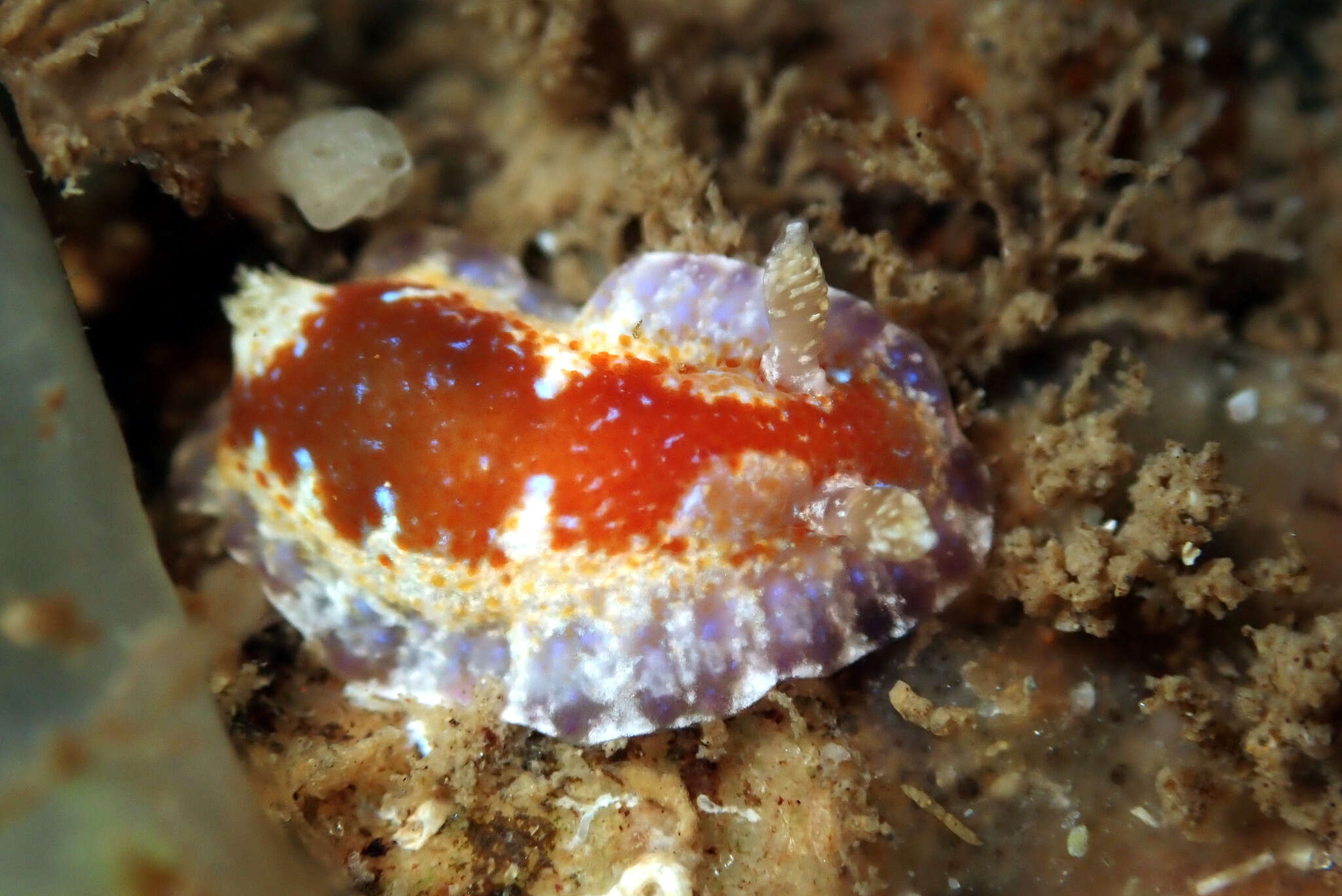 Image of Chromodoris alternata (Burn 1957)