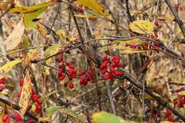 Image of Berberis amurensis Rupr.