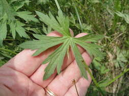 Image of California cranesbill