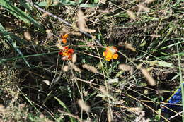 Tagetes erecta L. resmi