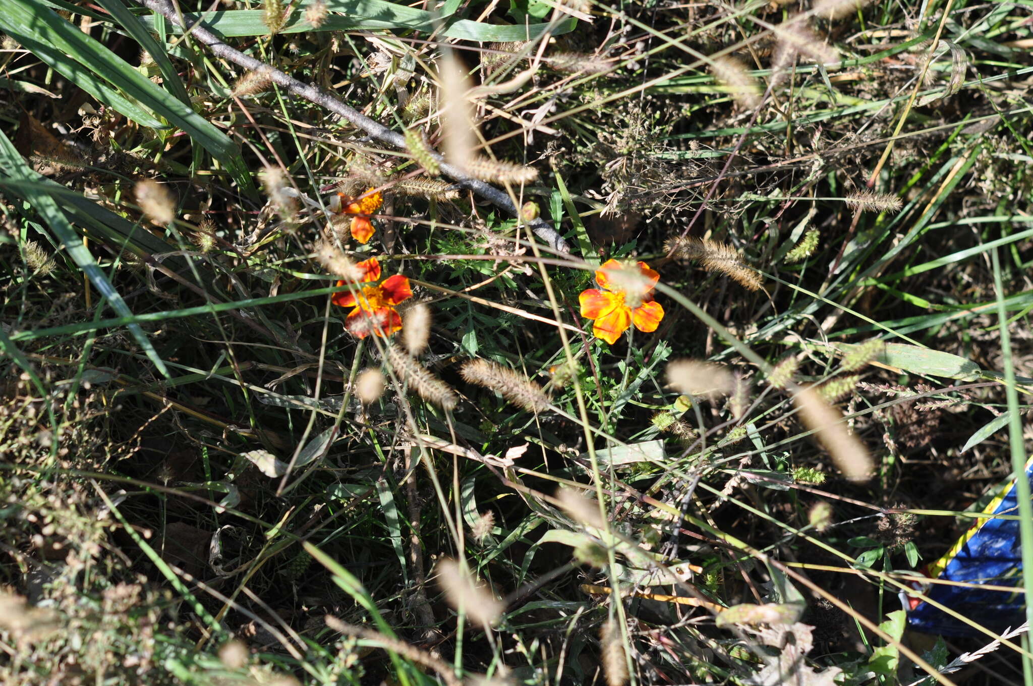 Image of French marigold