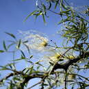 صورة Clematis montevidensis var. denticulata (Vell.) N. M. Bacigalupo