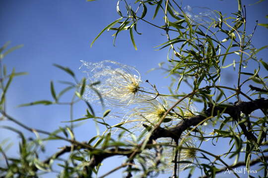 Image of Clematis montevidensis var. denticulata (Vell.) N. M. Bacigalupo