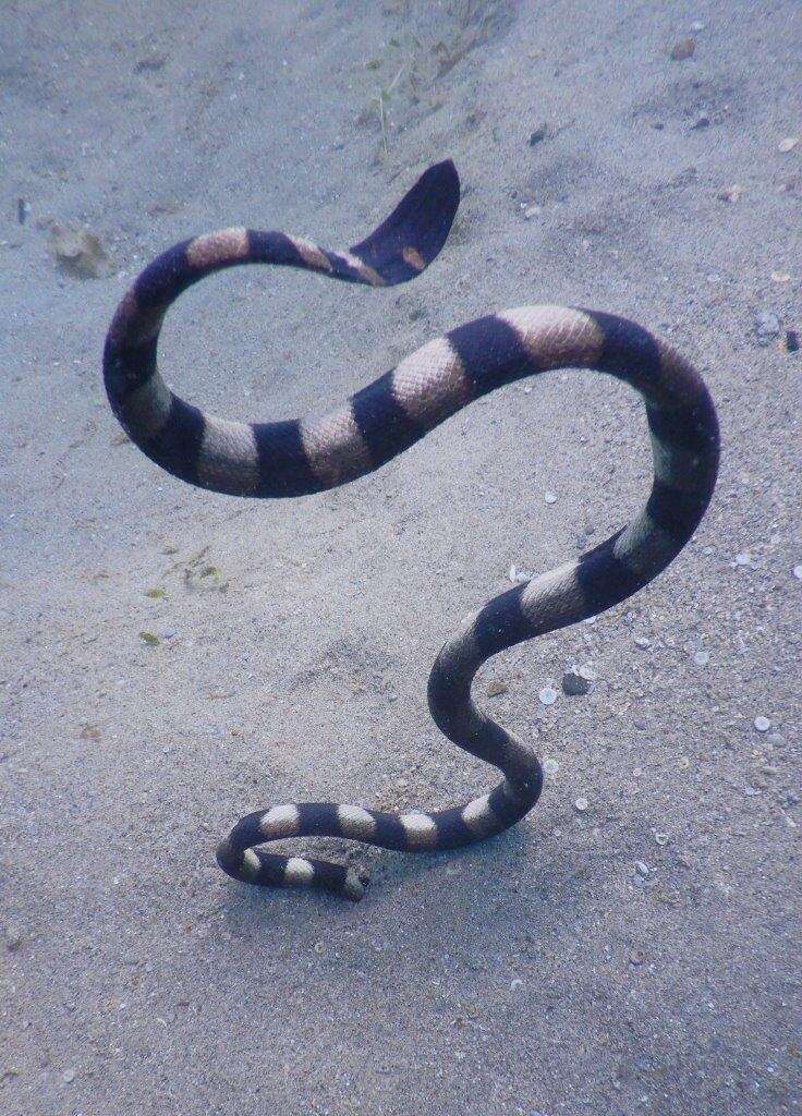 Image of Slender-necked Seasnake