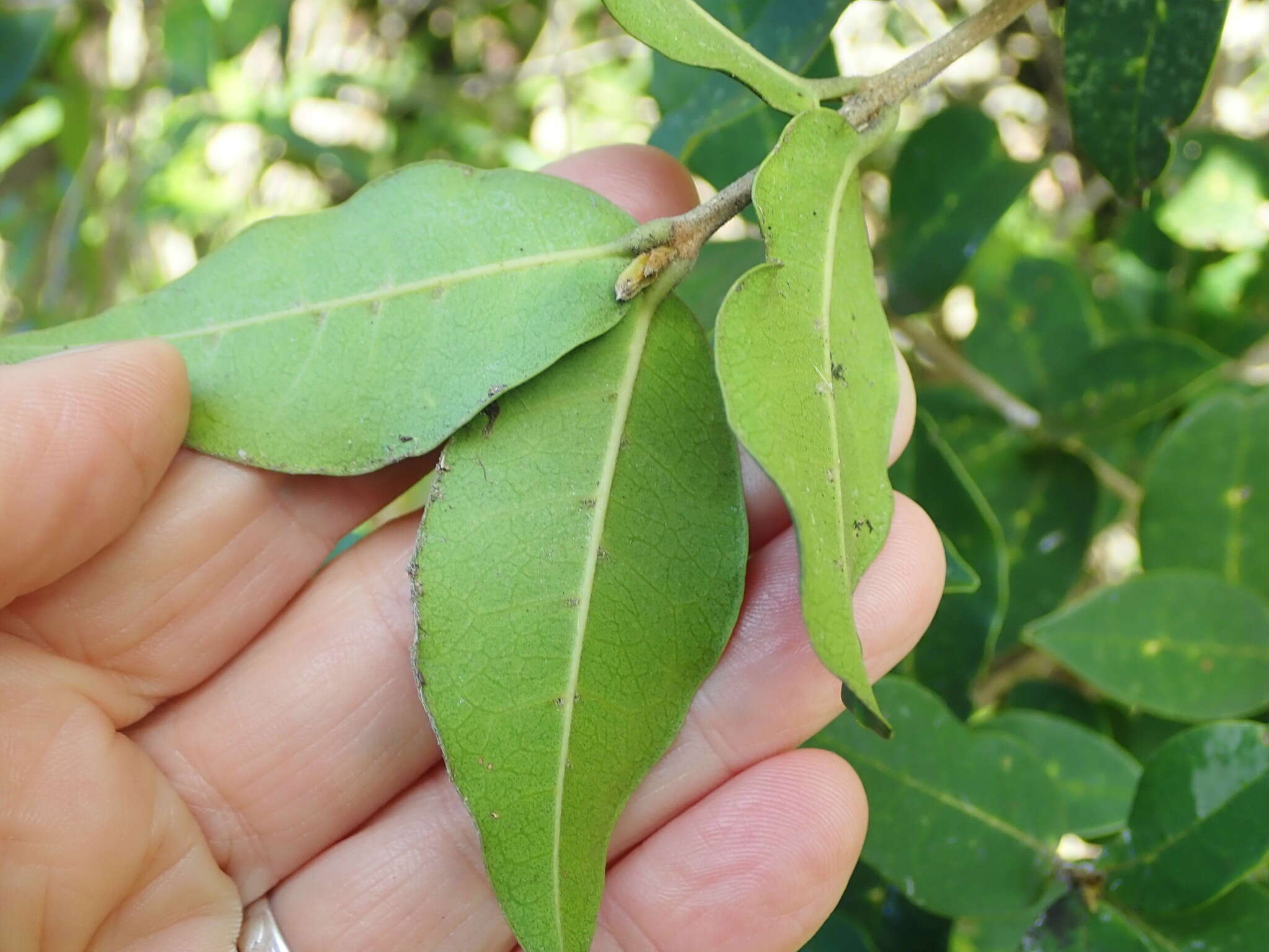 Image of Noronhia foveolata (E. Mey.) Hong-Wa & Besnard