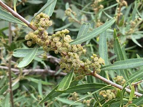 Image of Callistemon lanceolatus (Sm.) Sweet