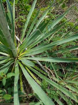 Слика од Yucca arkansana Trel.