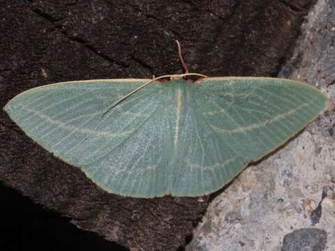 Image of Chlorocoma carenaria Guenée 1857