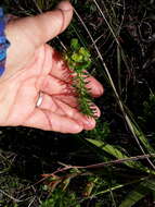 Image of Euphorbia ericoides Lam.