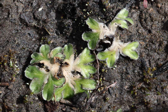 Image of Riccia cartilaginosa Steph.