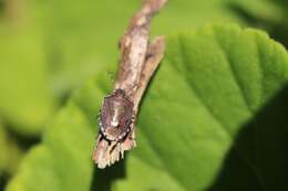 Holcostethus sphacelatus (Fabricius 1794) resmi