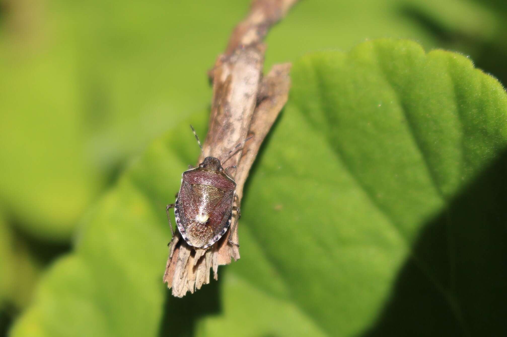 Image of Holcostethus sphacelatus (Fabricius 1794)