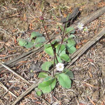 Image of Lagenophora lanata A. Cunn.