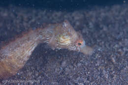 Image of Patagonian Seahorse