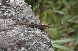 Image of Spiny Whorltail Iguana