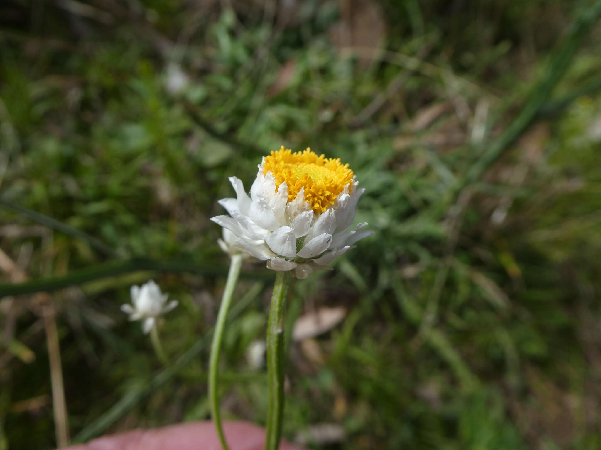 Image of Ammobium